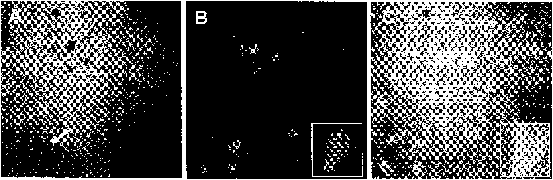 Magnetic Fe3O4 polymer submicron sphere prepared by hydro thermal method and application thereof