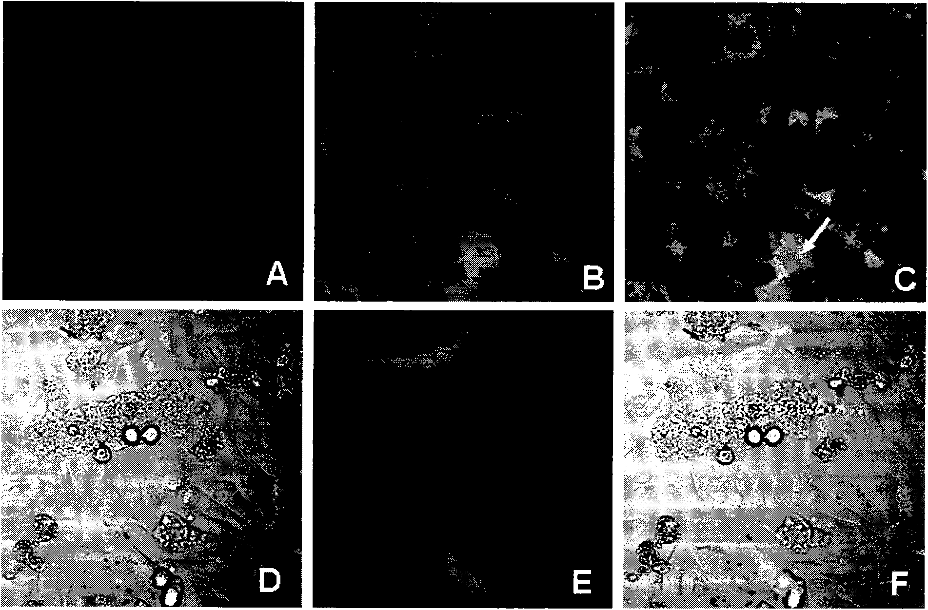 Magnetic Fe3O4 polymer submicron sphere prepared by hydro thermal method and application thereof