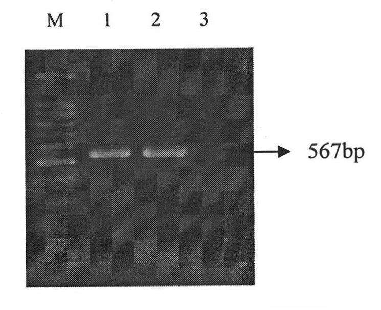 One-step RT-PCR (Reverse Transcription Polymerase Chain Reaction) detection reagent kit for Cucumber green mottle mosaic virus and detection method thereof