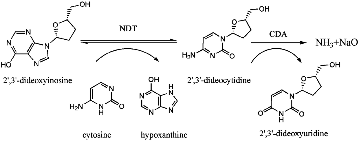 Directed evolution and biocatalytic application of N-deoxyribosyltransferase II