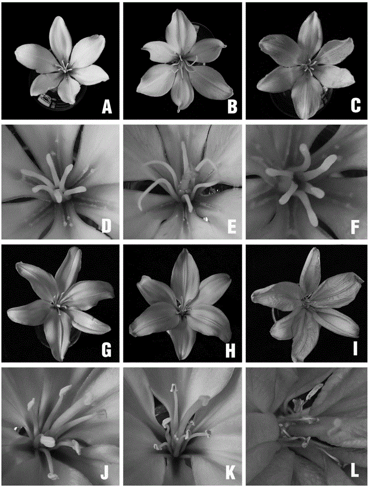 Systematic evaluation method of lily resource powder characteristics and application thereof