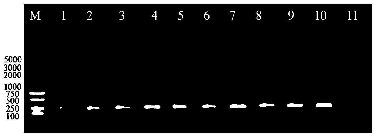 A method for rapidly complementing the deleted gene of Riemerella anatipestifer