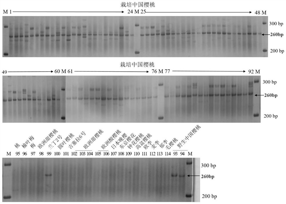 SSR marker for identifying germplasm of prunus pauciflora, application and identifying method