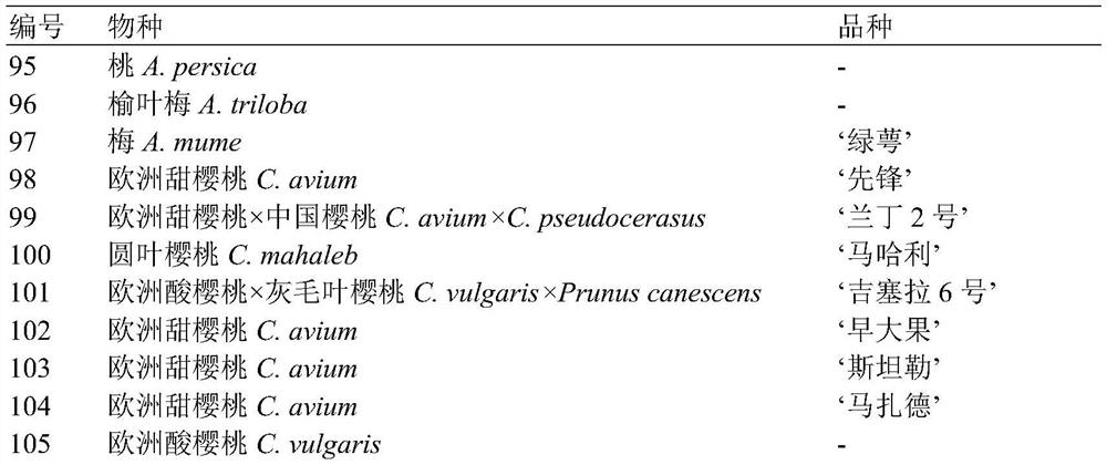 SSR marker for identifying germplasm of prunus pauciflora, application and identifying method