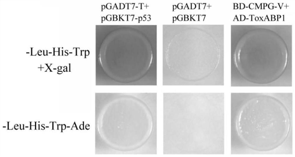 A chloroplast positioning gene toxabp1-v and its application