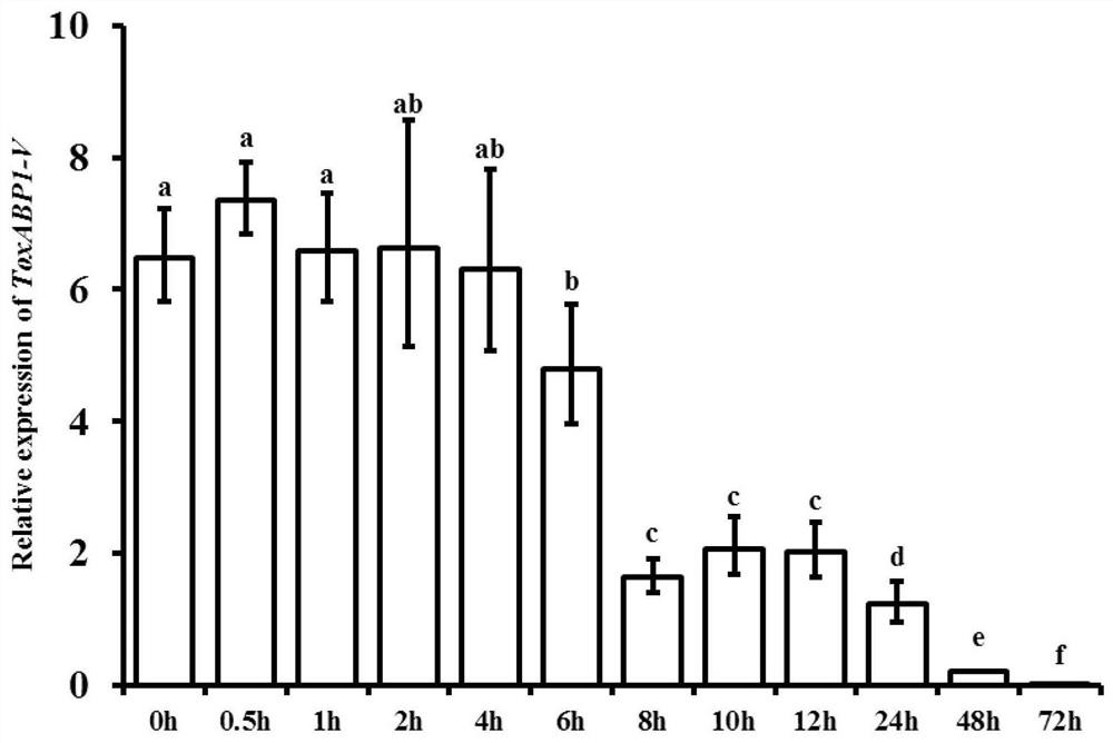 A chloroplast positioning gene toxabp1-v and its application