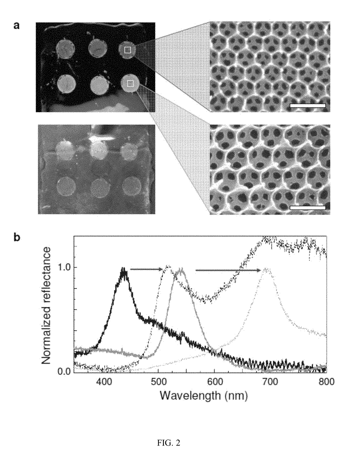 Signal enhancement by silk photonic crystals