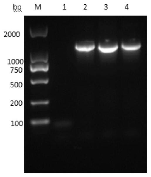 Recombinant human TSG6-IFN alpha fusion protein, preparation method thereof and application of recombinant human TSG6-IFN alpha fusion protein as antiviral drug