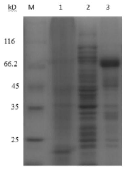 Recombinant human TSG6-IFN alpha fusion protein, preparation method thereof and application of recombinant human TSG6-IFN alpha fusion protein as antiviral drug