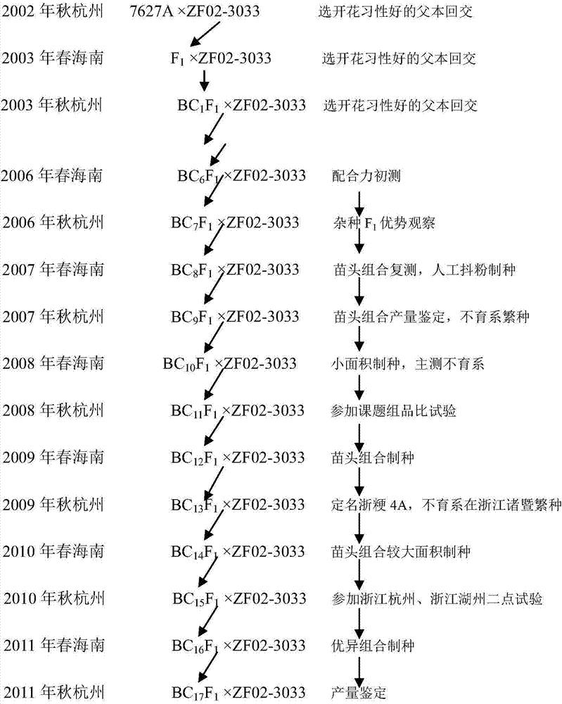 Method for selecting and reproducing early-flowering late japonica rice sterile line Zhe japonica rice 4A with high stigma exposure rate