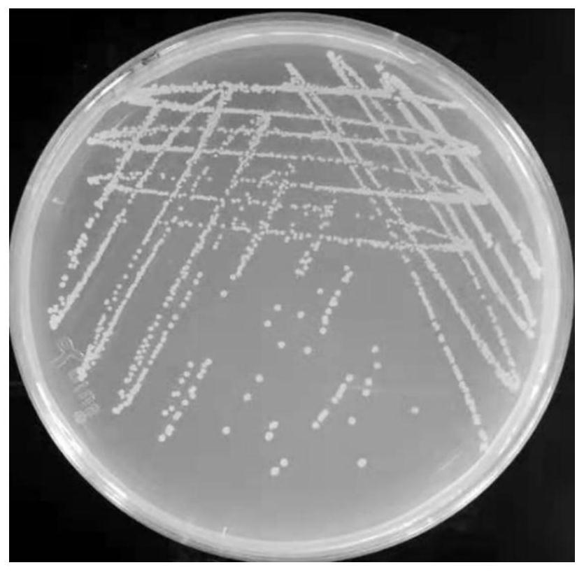 A kind of Bacillus subtilis for preventing and controlling poultry enteritis and its application