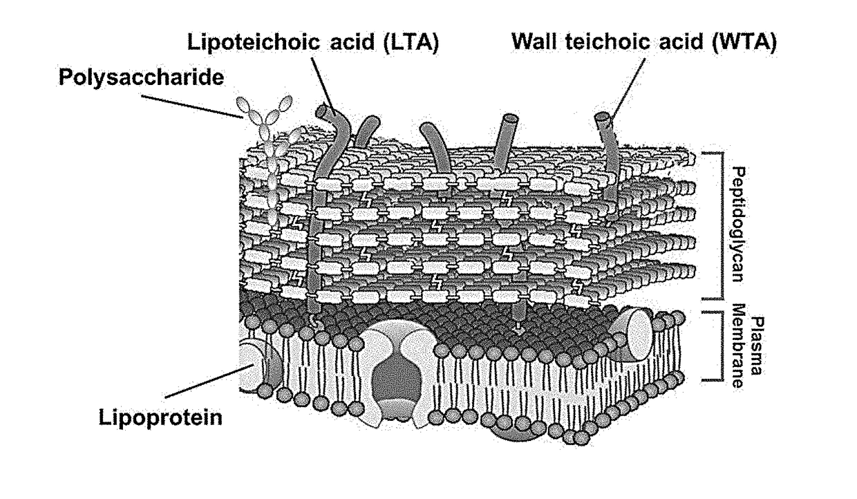 Composition for preventing or treating staphylococcus aureus infection