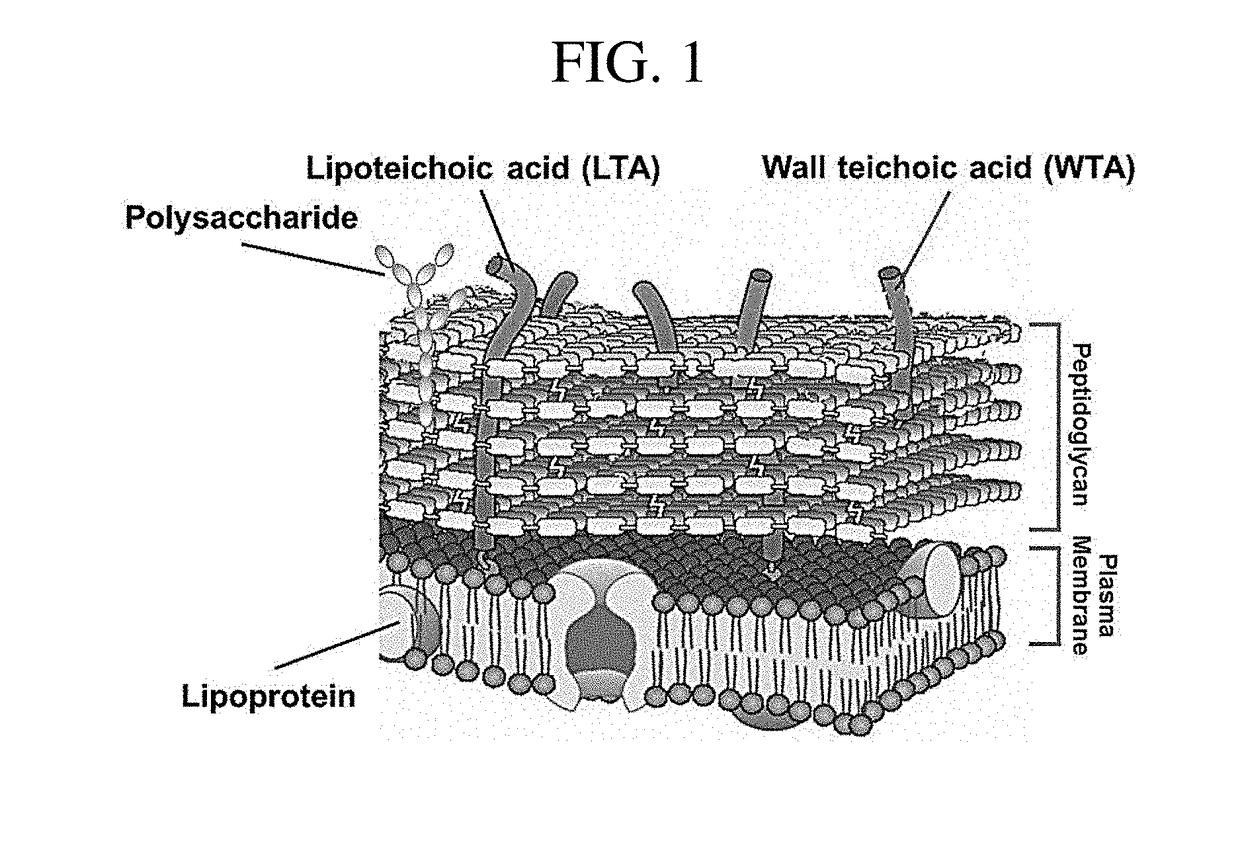 Composition for preventing or treating staphylococcus aureus infection