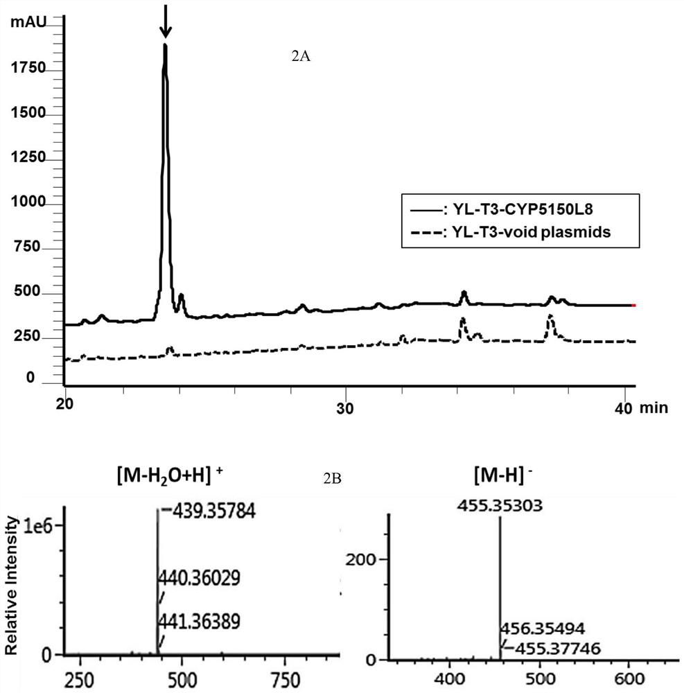 Method for Heterologous Biosynthesis of Ganoderma Acid by Synthetic Biology