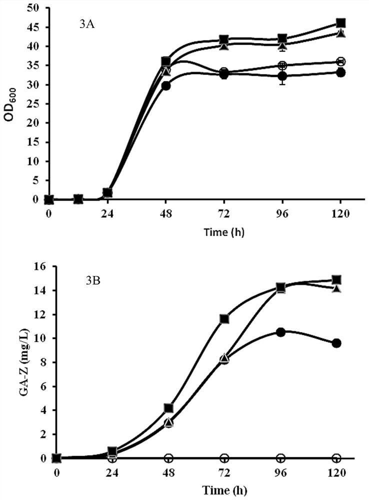 Method for Heterologous Biosynthesis of Ganoderma Acid by Synthetic Biology