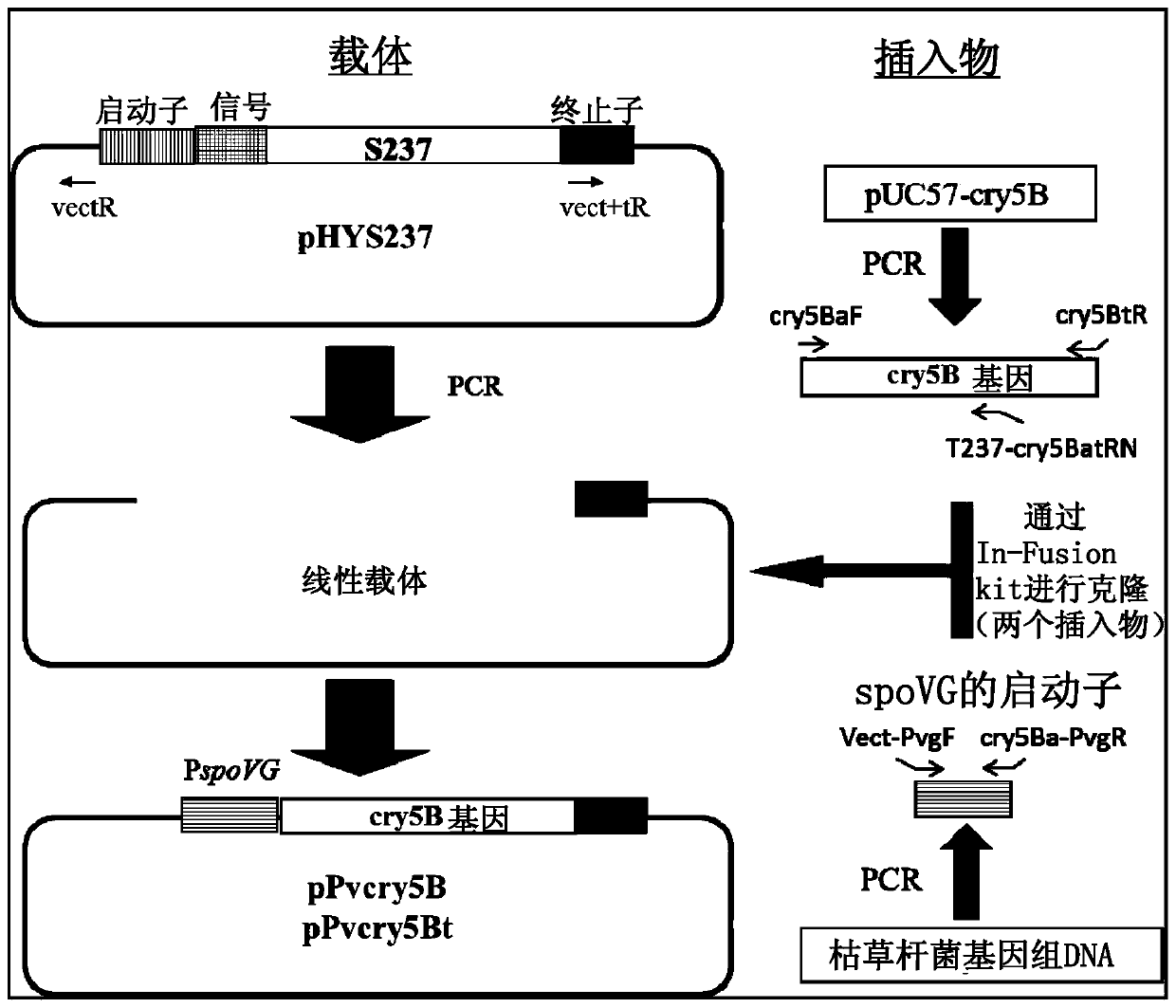 Production method for protein