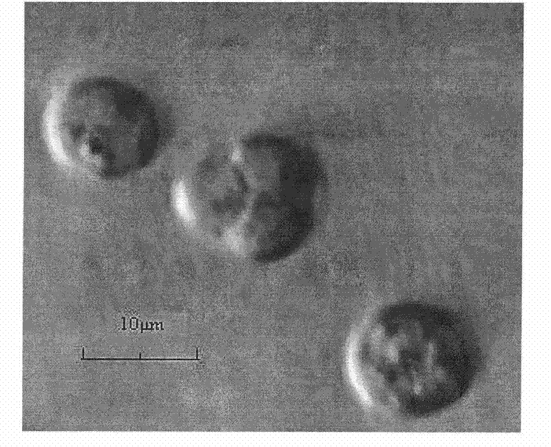 Saccharomyces cerevisiae and application thereof in wine brewing