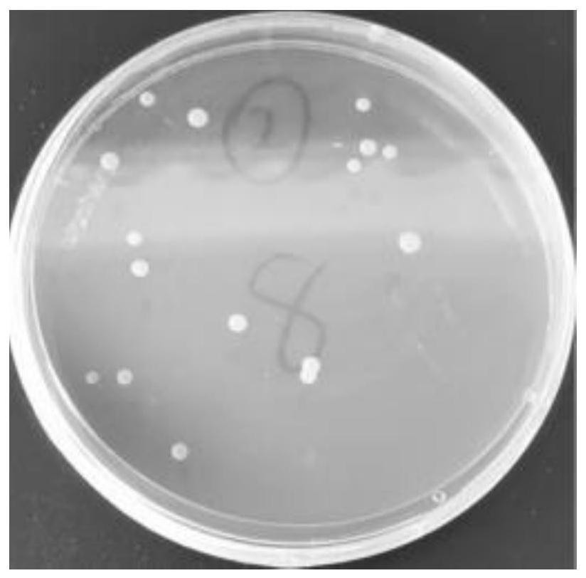 A strain of Lactobacillus plantarum and its application in preparing medicine or food for alleviating diseases caused by hyperlipidemia