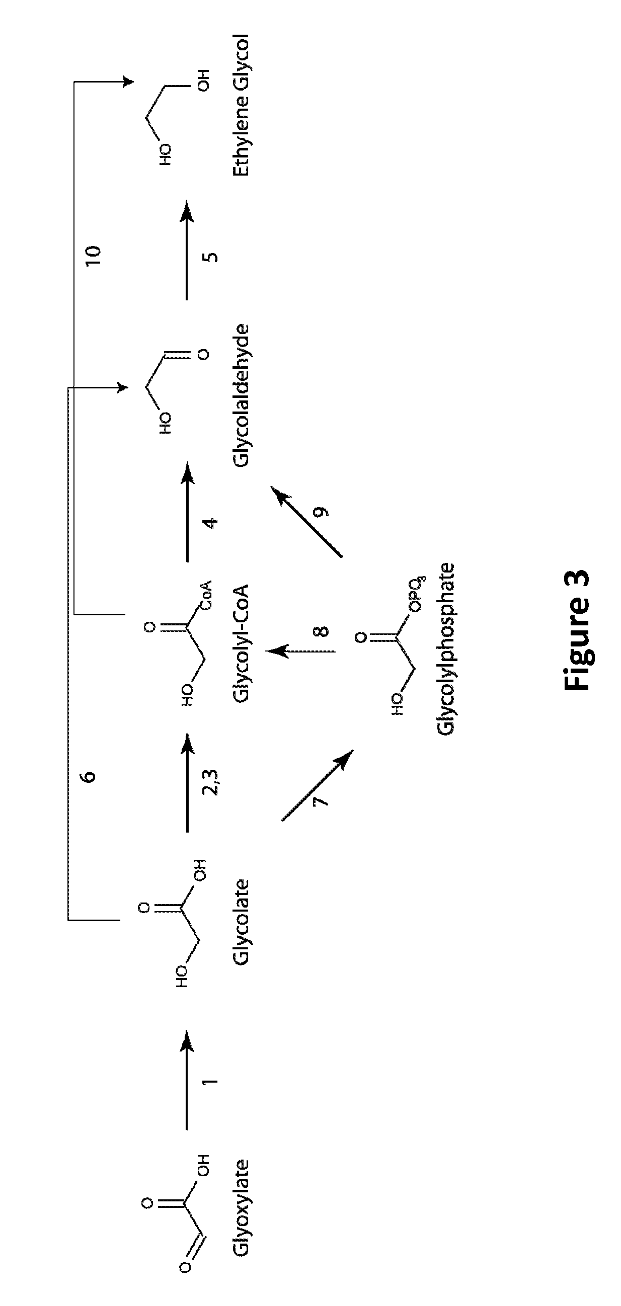 Microorganisms and methods for the production of ethylene glycol