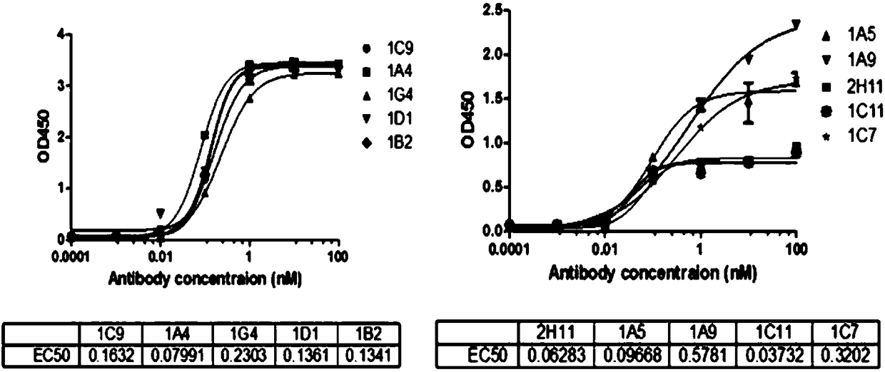 Anti-activation coagulation factor V monoclonal antibody and preparation method and use thereof