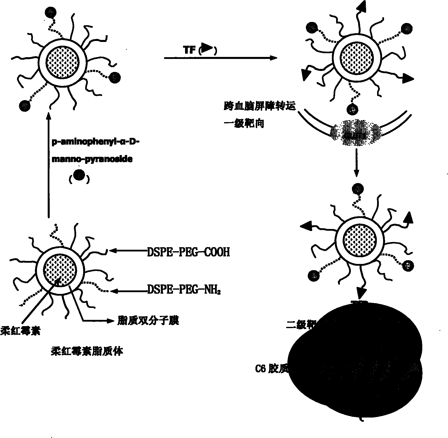 Dual target liposome and preparation method and application thereof
