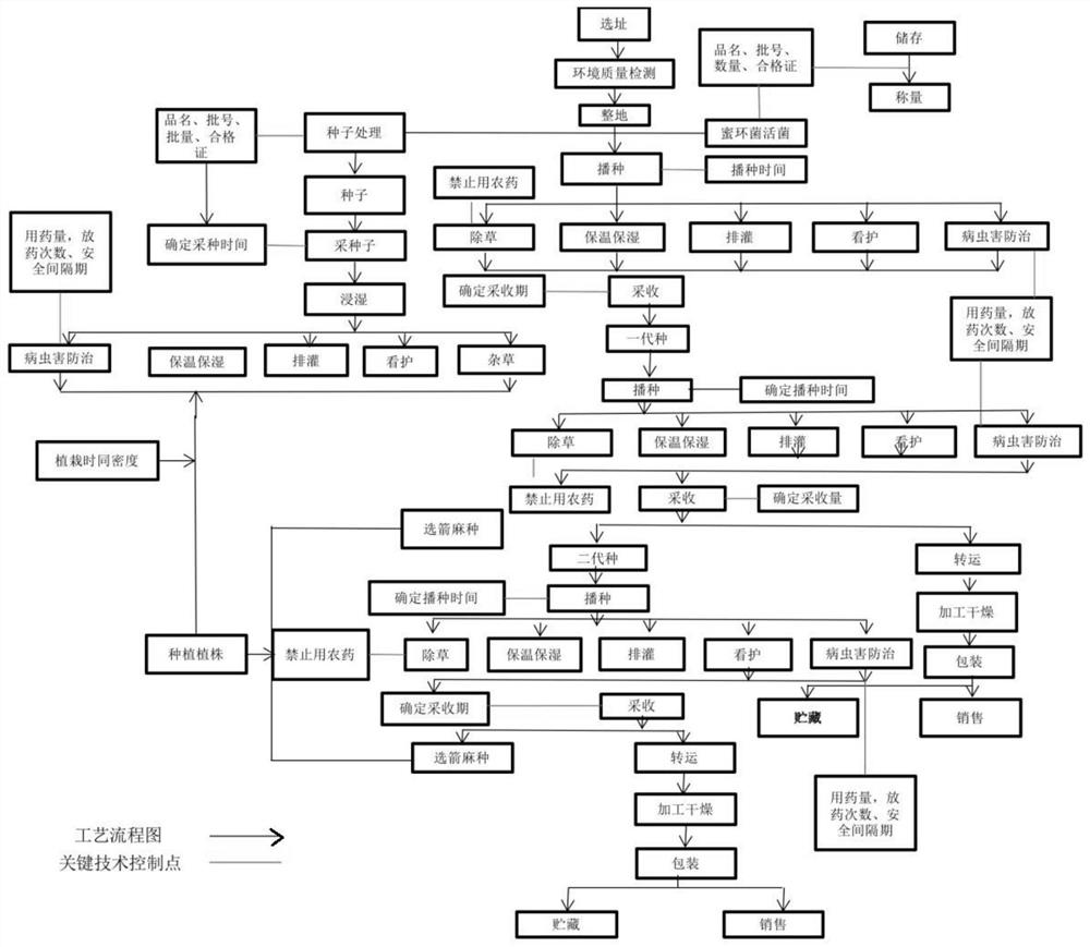 Gastrodia elata planting method