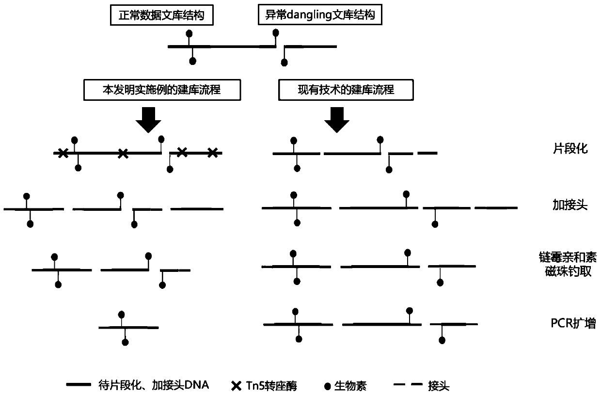 Method for constructing DNA library and application of method