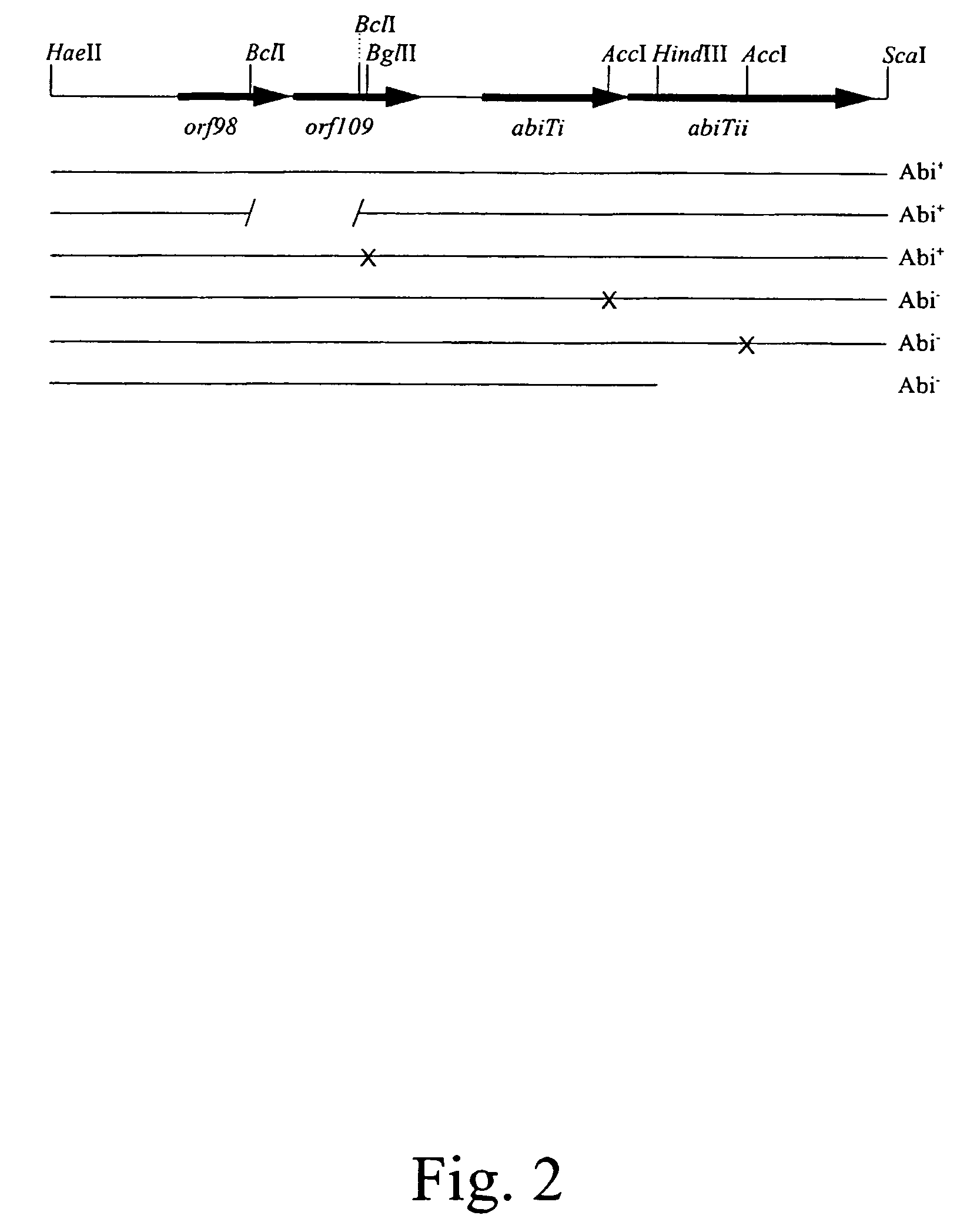 Fragment of L. lactis plasmid conferring antiphage activity and uses thereof