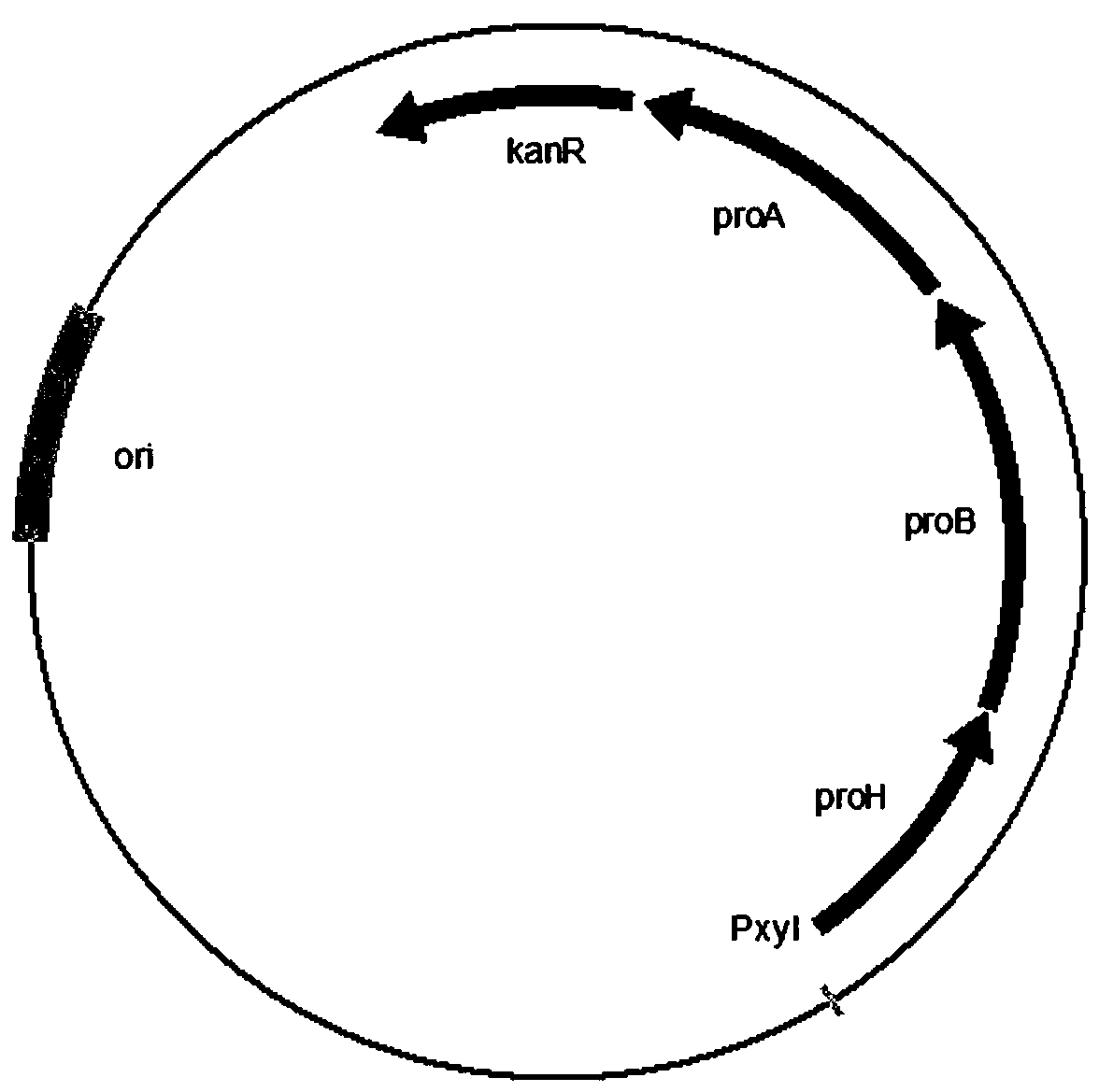 A recombinant strain producing trans-4-hydroxy-l-proline and its construction and application