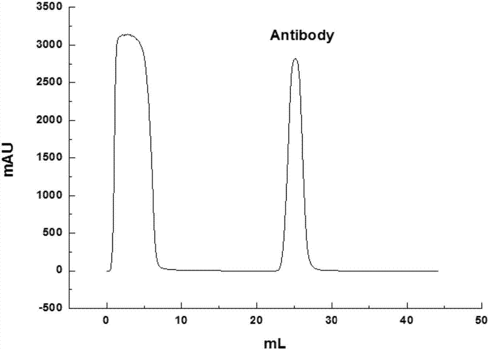 Application of protein A affinity chromatography medium