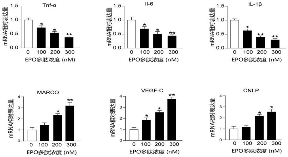 Application of EPO (erythropoietin) analogue in preparation of medicine for treating sepsis