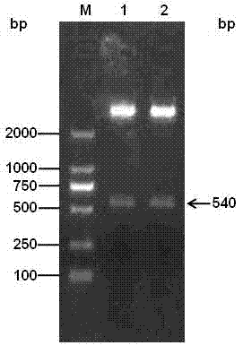 Porcine alpha-interferon gene with efficient expression and high antiviral activity and application of expression protein thereof