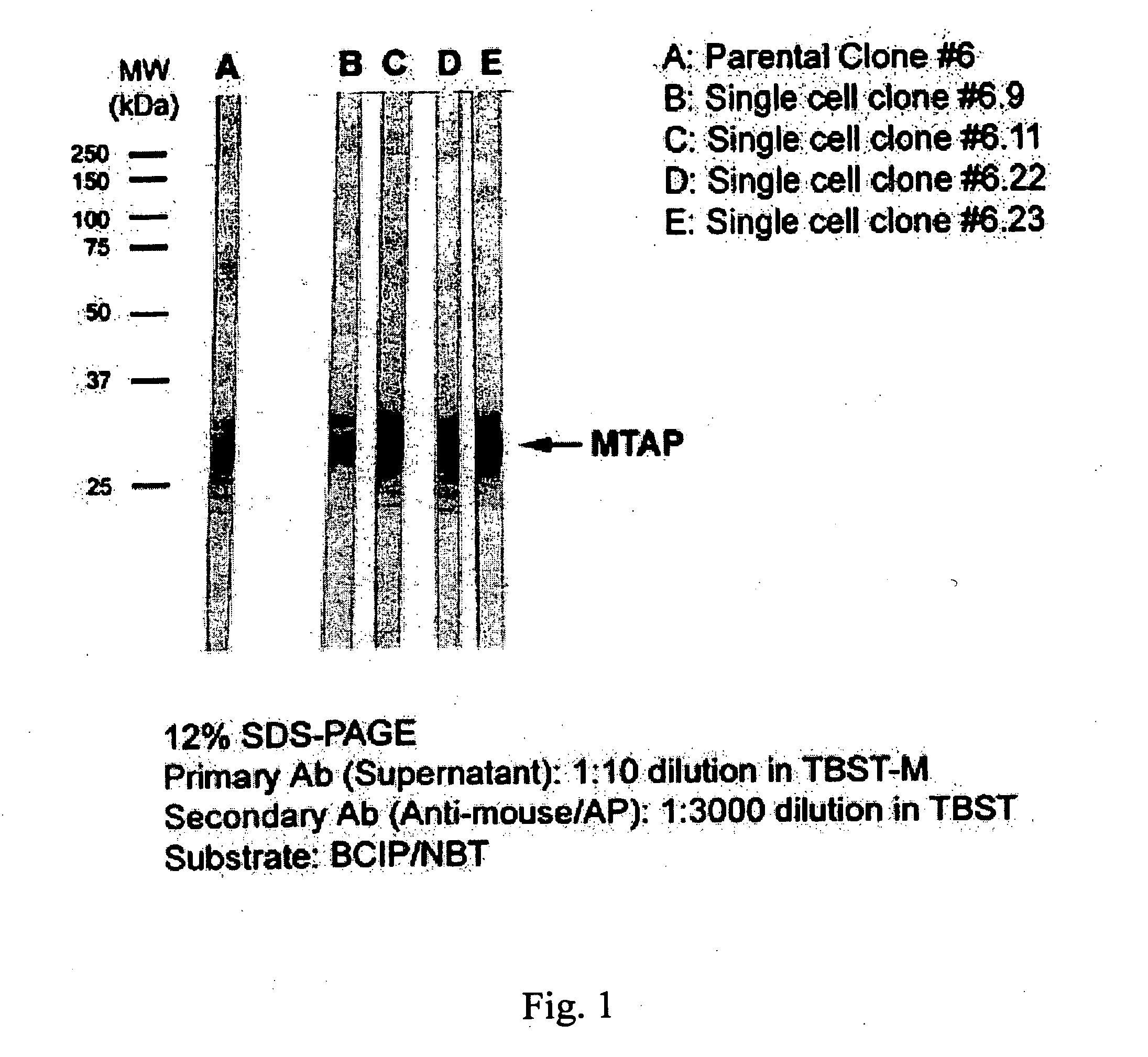 Compositions and methods for the detection and treatment of methylthioadenosine phosphorylase deficient cancers