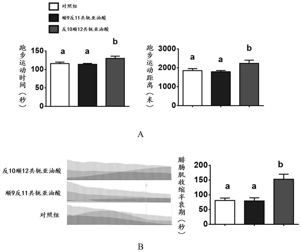 Application of trans-10 cis-12 conjugated linoleic acid in enhancing skeletal muscle exercise tolerance