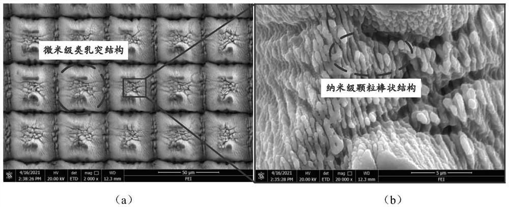 A method for rapid preparation of biomimetic superhydrophobic surfaces of titanium alloys by femtosecond laser