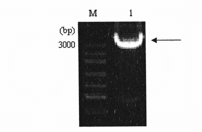 Method for producing American cockroach allergen protein Pera 9 in baculovirus-insect expression system