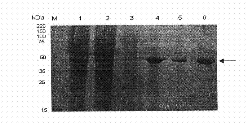 Method for producing American cockroach allergen protein Pera 9 in baculovirus-insect expression system