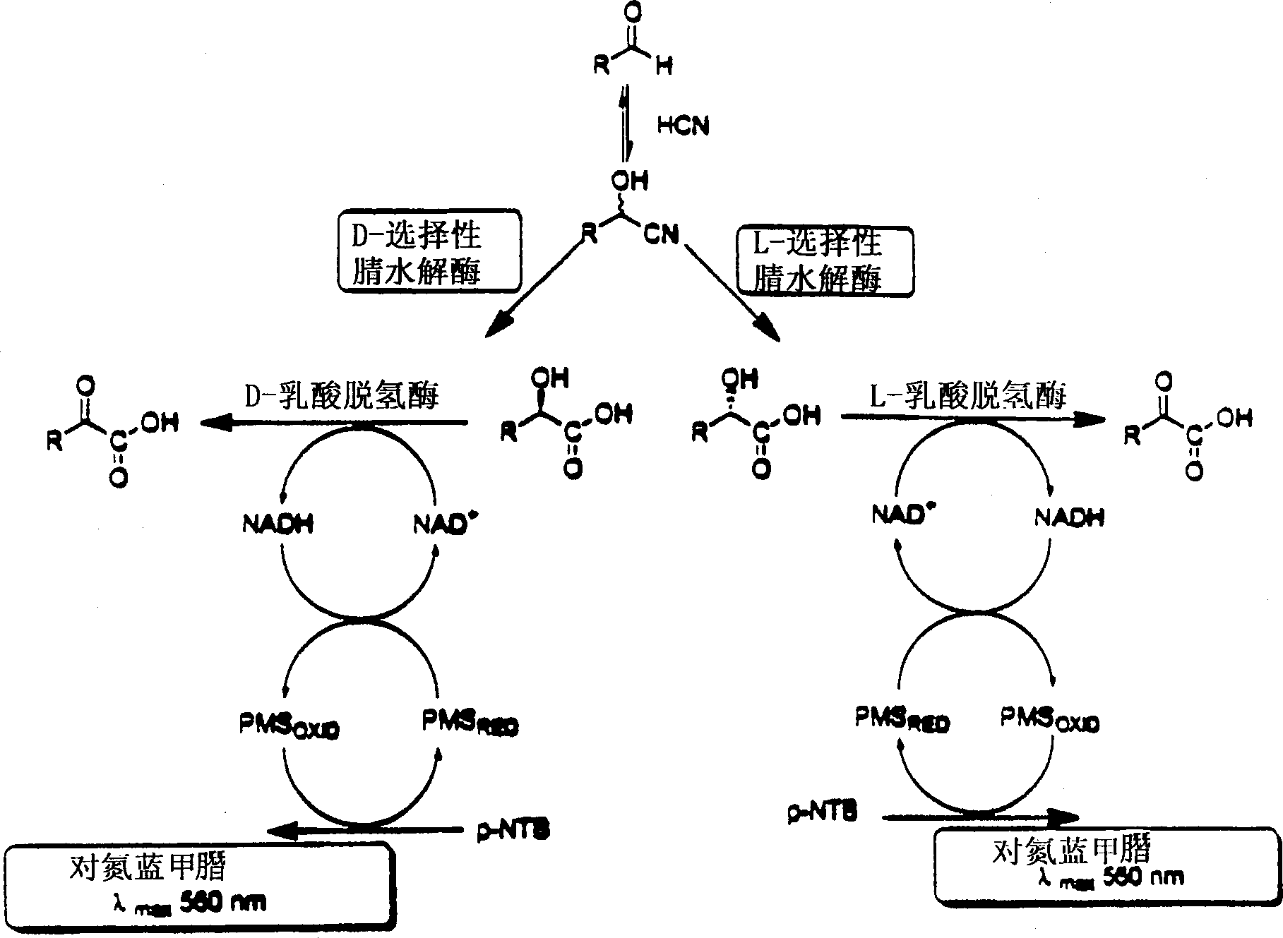 Nitrilases, nucleic acids encoding them and methods for making and using them