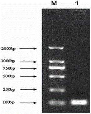 Construction and real-time detection of gene abundance of chicken peripheral blood mononuclear lymphocytes pd-l2 recombinant plasmid and its application