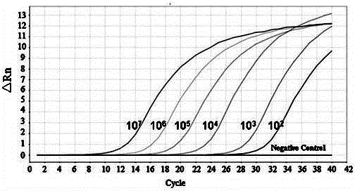 Construction and real-time detection of gene abundance of chicken peripheral blood mononuclear lymphocytes pd-l2 recombinant plasmid and its application