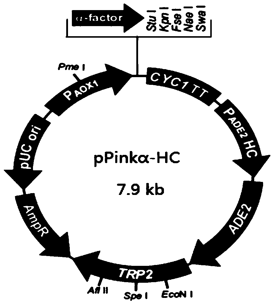 Fusion protein of alpha melanocyte-stimulating hormone and its preparation method and application