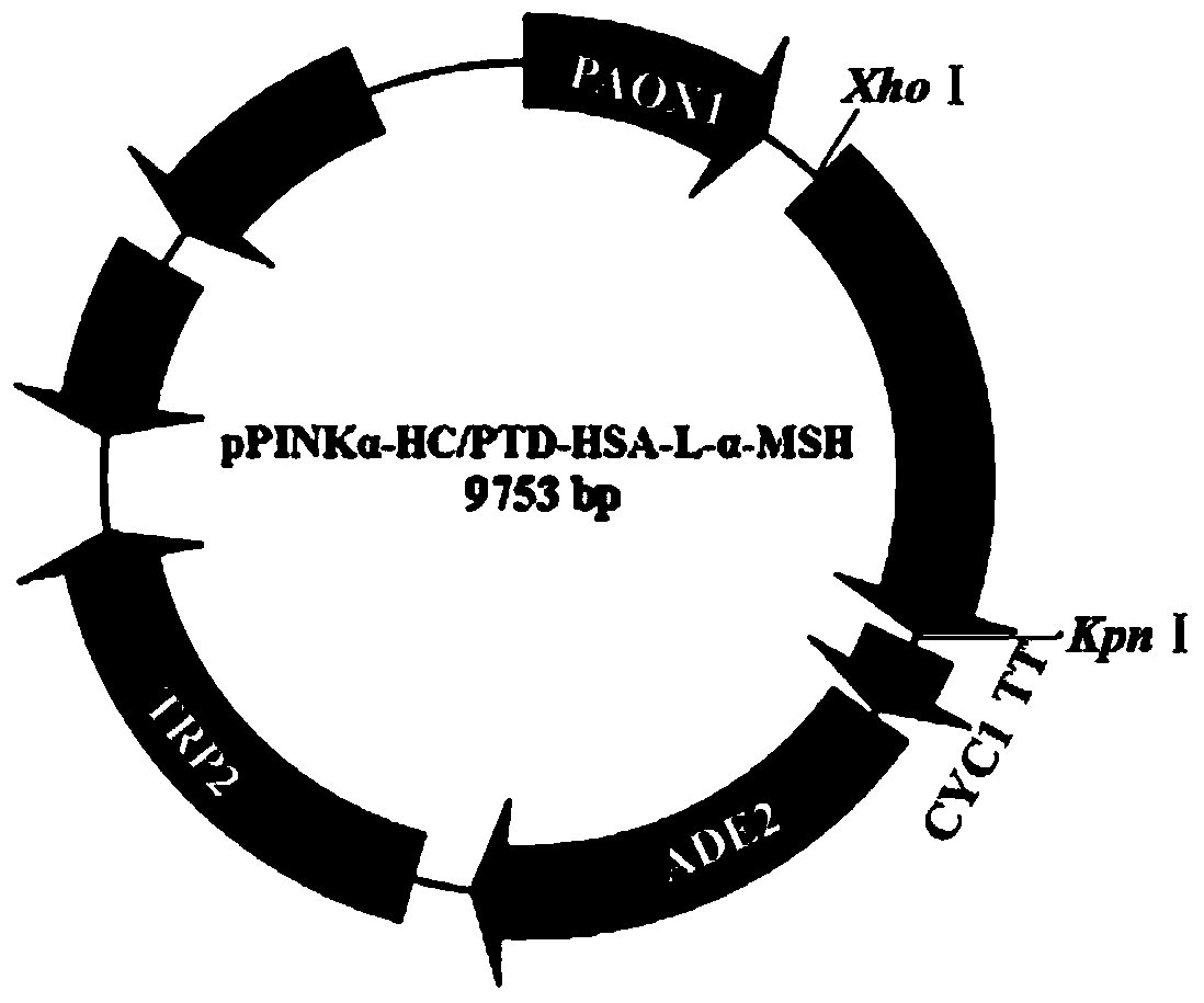 Fusion protein of alpha melanocyte-stimulating hormone and its preparation method and application