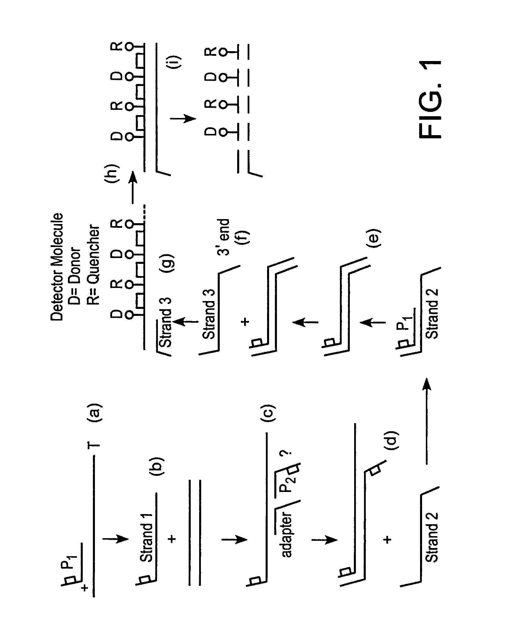 Multiple fluorophore detector system