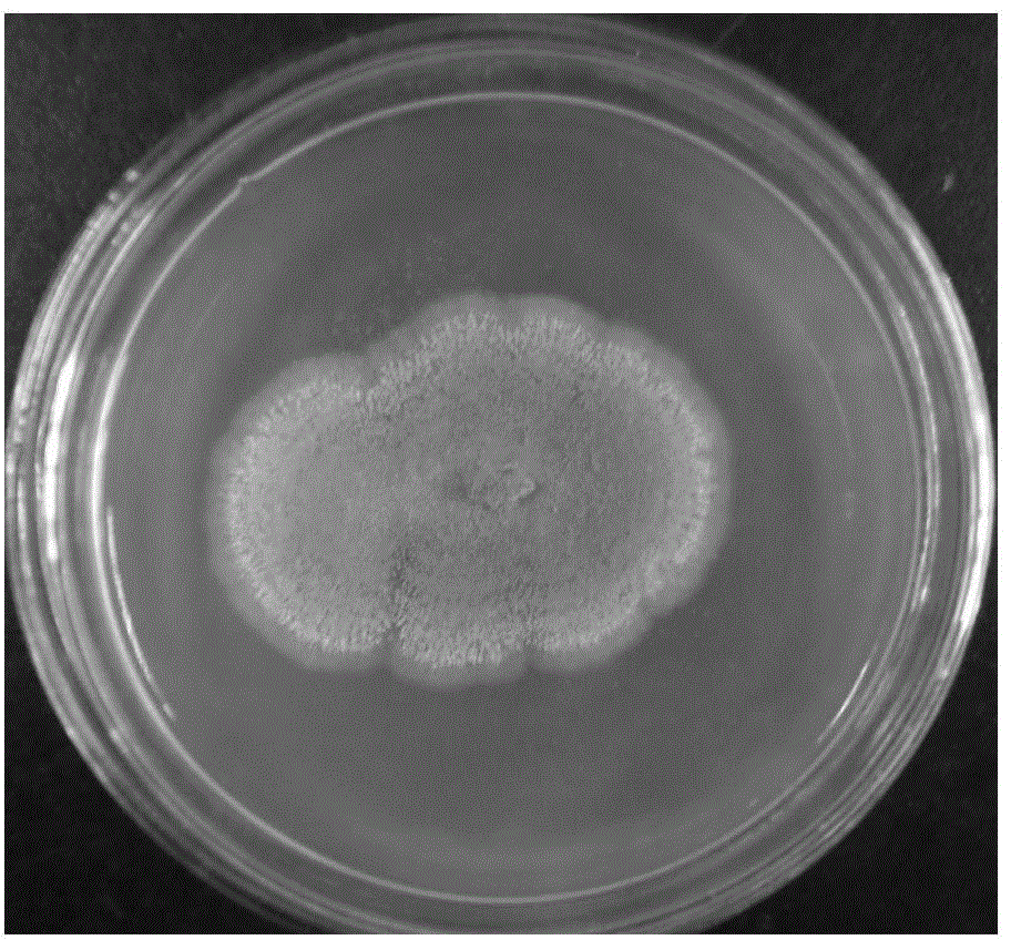 Dragonfly intestinal bacterium aspergillus terreus QT122 and metabolite and application thereof