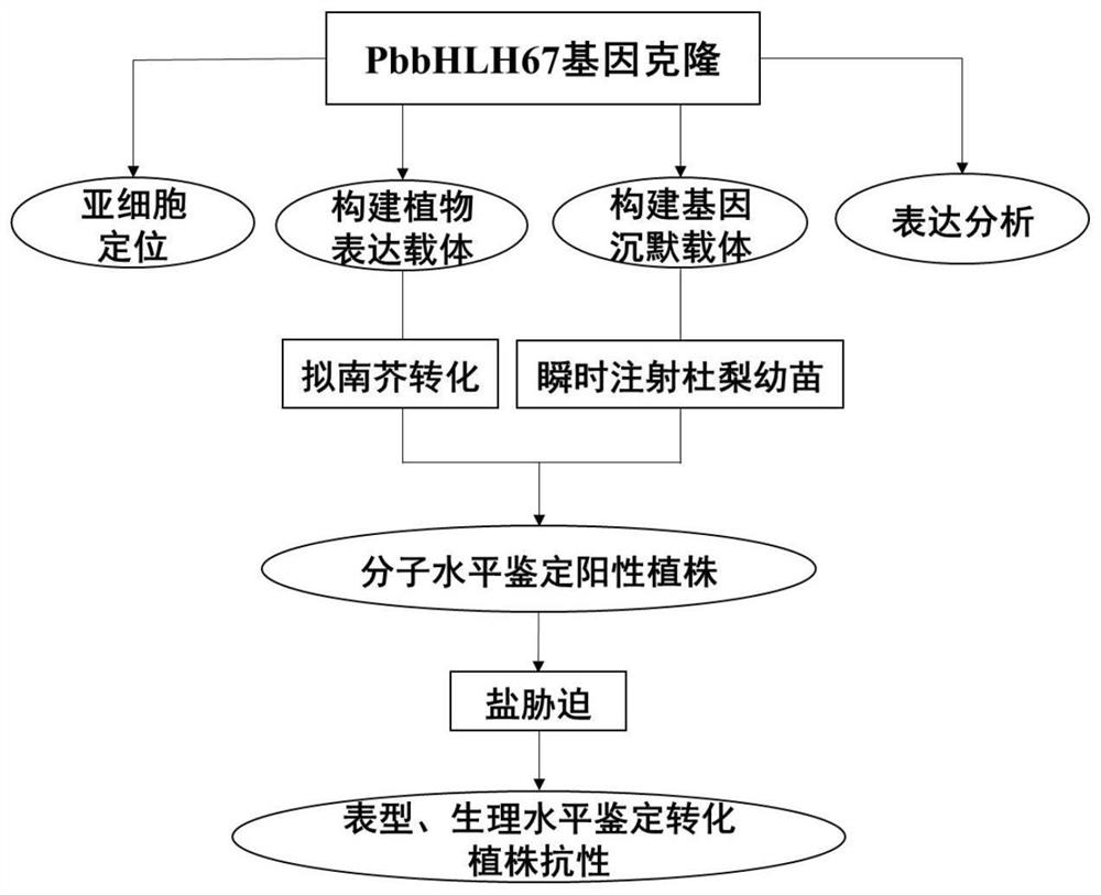 A kind of Du pear salt tolerance gene, protein and recombinant vector and application
