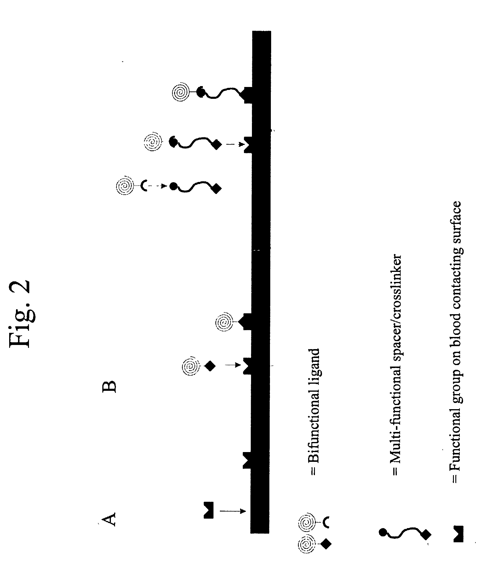 Methods and device compositions for the recruitment of cells to blood contacting surfaces in vivo