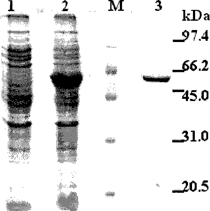 Alpha-glucosidase, gene thereof, preparation method, vector and host cell