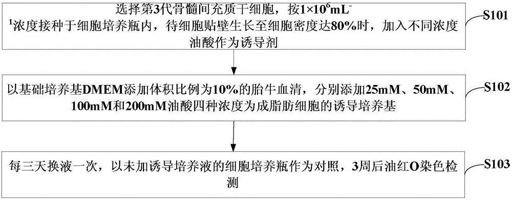 Method of induced differentiation of rat bone marrow mesenchymal stem cells into adipocytes