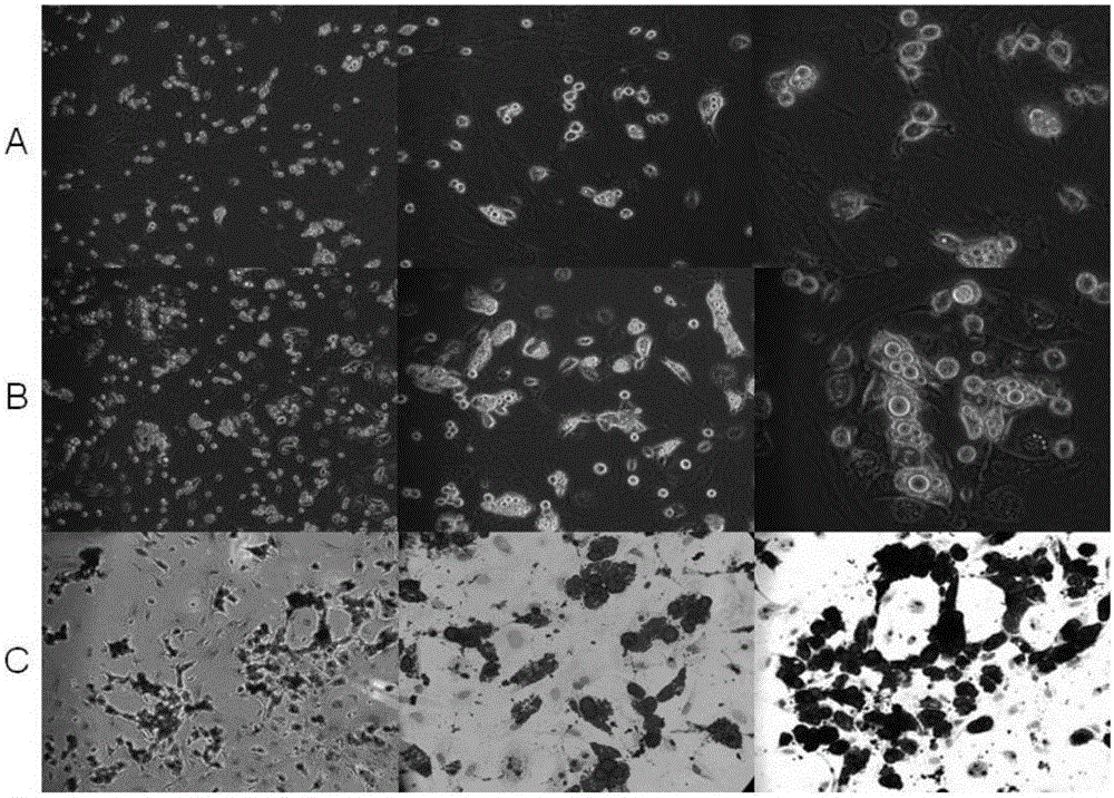 Method of induced differentiation of rat bone marrow mesenchymal stem cells into adipocytes