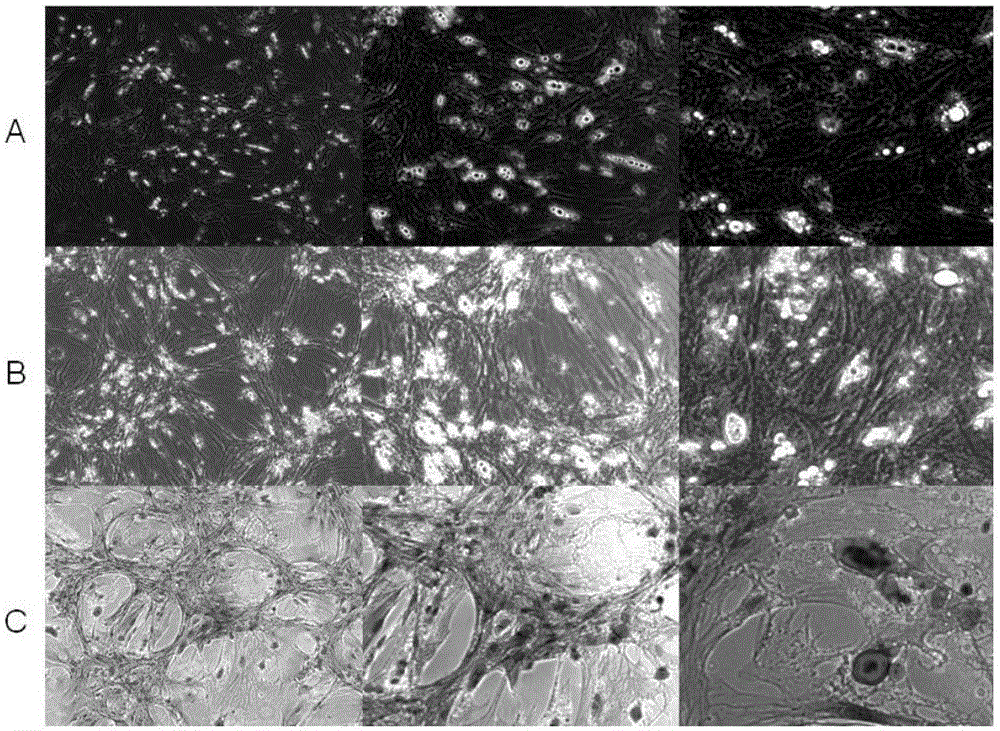 Method of induced differentiation of rat bone marrow mesenchymal stem cells into adipocytes